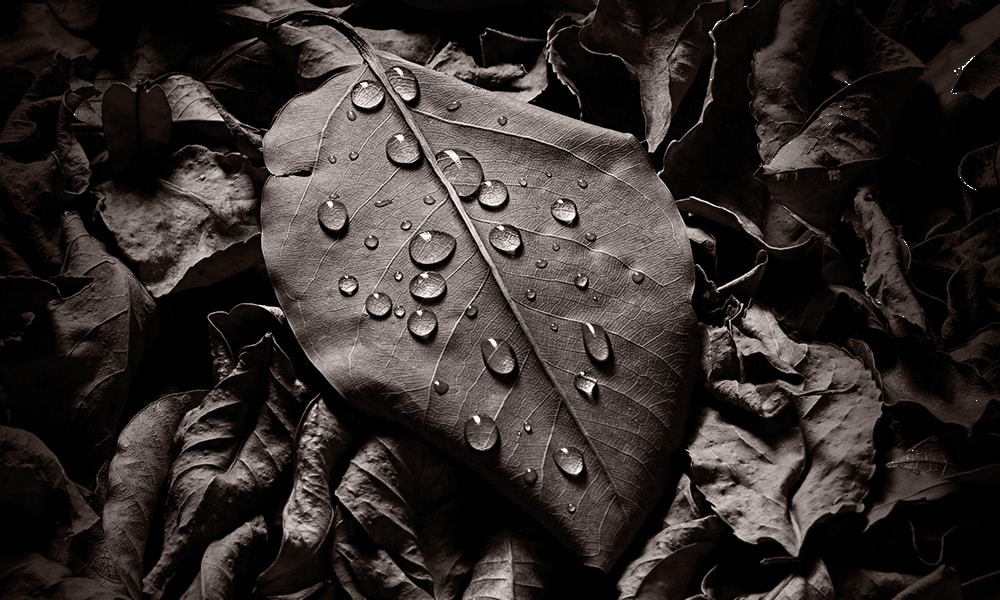 hyperhidrosis-leaves excessive sweating treatment - hyperhidrosis treatment