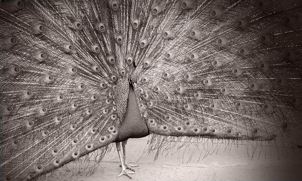 Alopecia-peacock